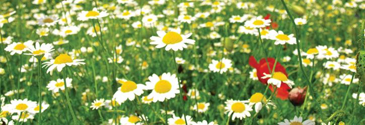 blomstermark.jpg